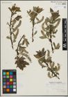 Foto von Salix maccalliana Rowlee